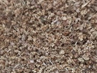 Elderflower (50g)